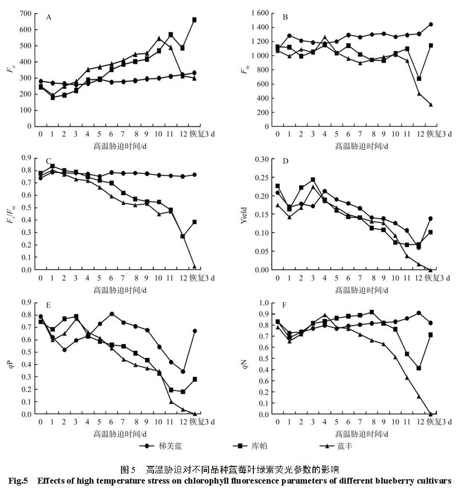 图5 高温胁迫对不同品种蓝莓叶绿素荧光参数的影响 <br/>Fig.5 Effects of high temperature stress on chlorophyll fluorescence parameters of different blueberry cultivars